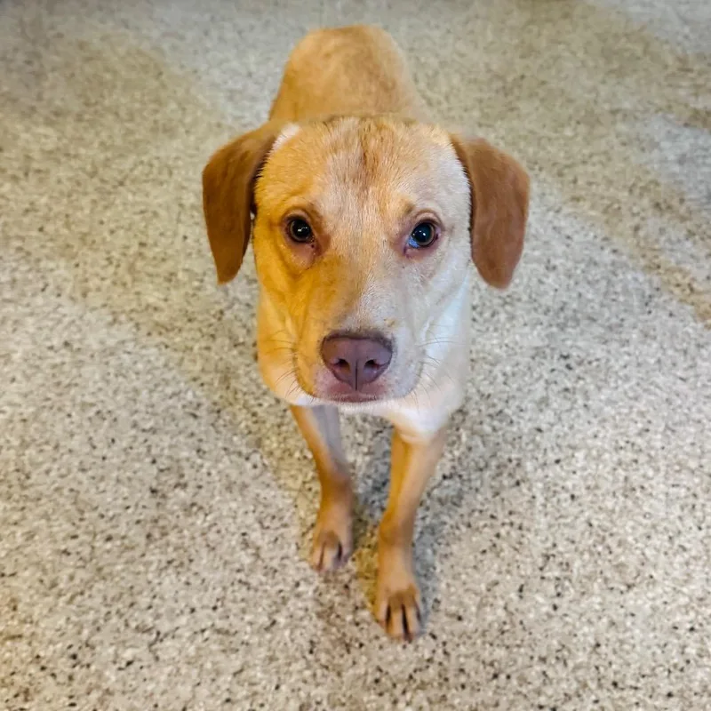 A young medium-sized male Yellow / Tan / Blond / Fawn Yellow Labrador Retriever dog named Jerry for adoption in Brownsboro, AL