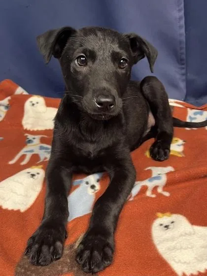 A baby medium-sized male Mixed Breed dog named Lex for adoption in Houston, TX