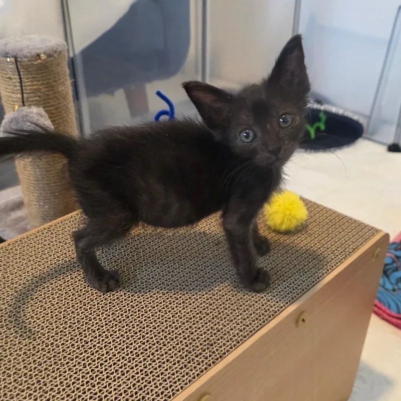 Banjo