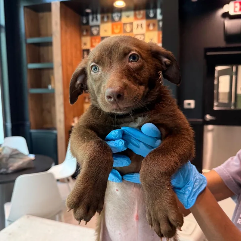 A baby large-sized female Labrador Retriever dog named Ponyo for adoption in Cumming, GA