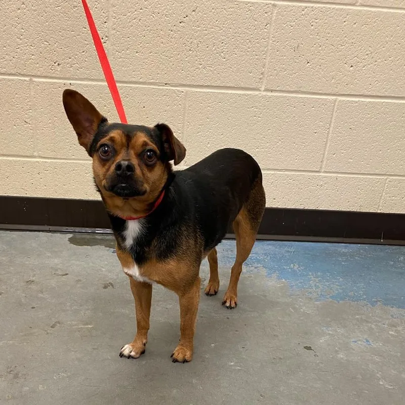 An adult small-sized male Black Mixed Breed dog named Taco for adoption in Memphis, TN