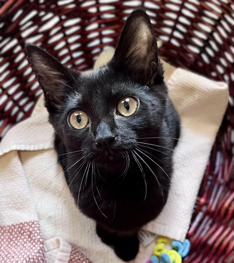A baby medium-sized female Black Domestic Short Hair cat named Luna for adoption in Rocky Hill, CT