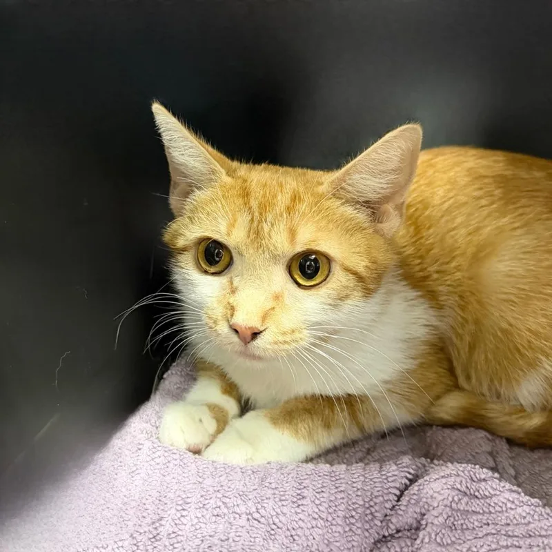 A young small-sized female Domestic Short Hair cat named Paula for adoption in State College, PA