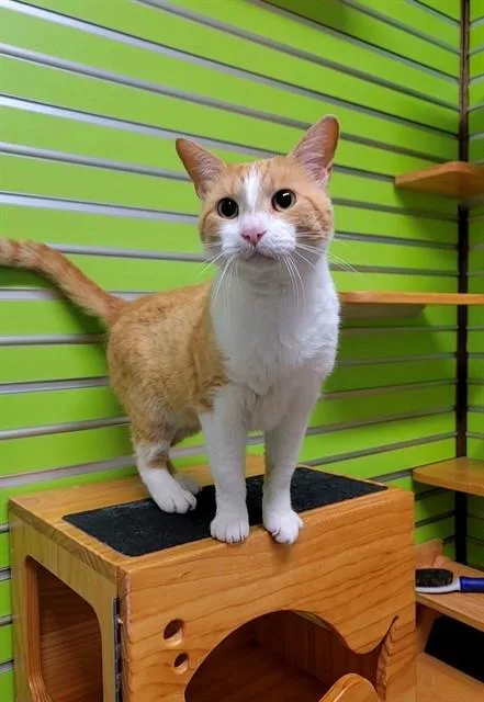An adult medium-sized male Domestic Short Hair cat named Quinoa for adoption in Saint Peters, MO