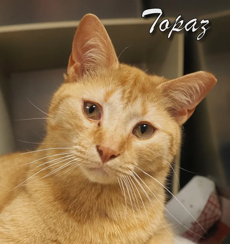A young medium-sized male Domestic Short Hair cat named Topaz for adoption in Cape May Court House, NJ