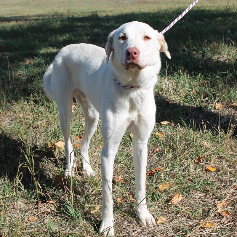 A young medium-sized male White / Cream Mixed Breed dog named Bubba Jay for adoption in McCall, ID