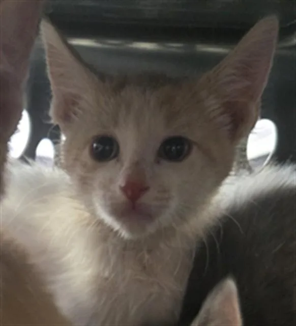 A baby small-sized male Domestic Short Hair cat named Frodo for adoption in Casper, WY