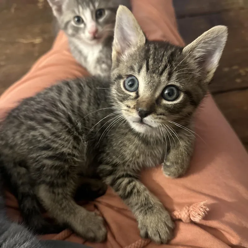 A baby small-sized male Brown / Chocolate Domestic Short Hair cat named Mcghee for adoption in Potomac, MD