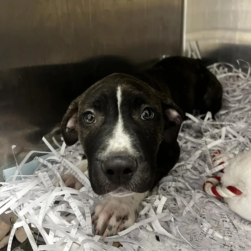 Pumpkin Pie thumbnail 2