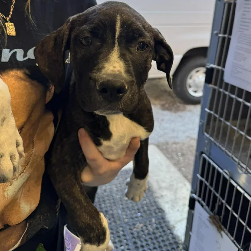 Pumpkin Pie thumbnail 3