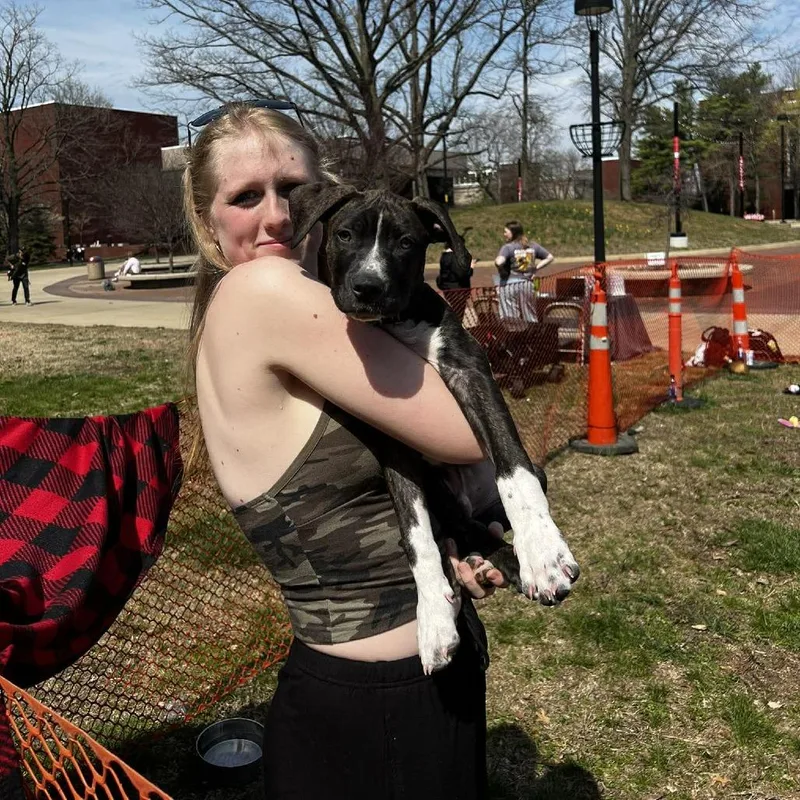 Pumpkin Pie thumbnail 4