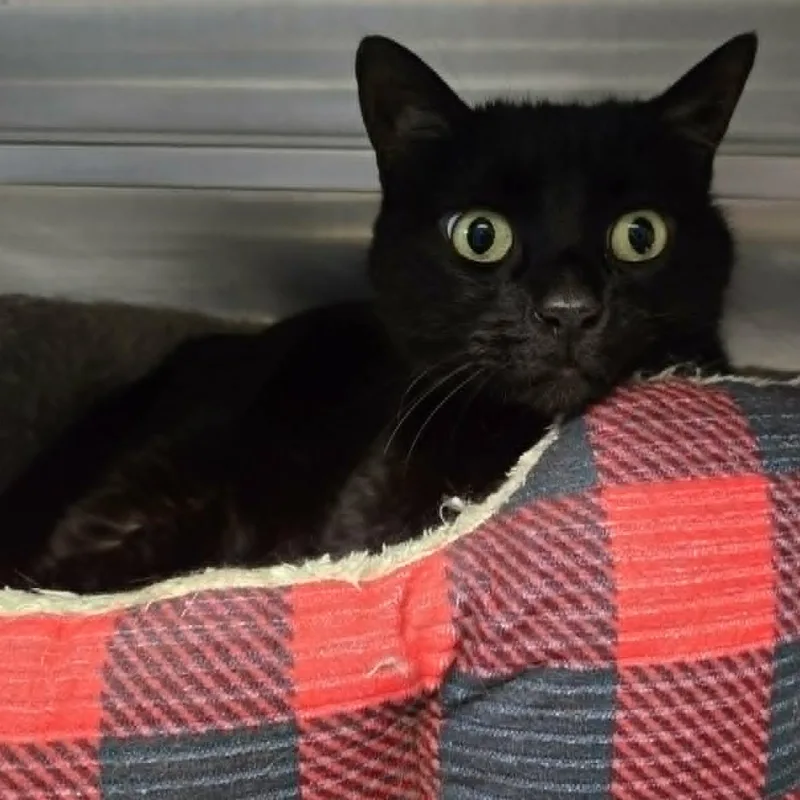 An adult medium-sized female Black Domestic Short Hair cat named Presley for adoption in Watertown, WI