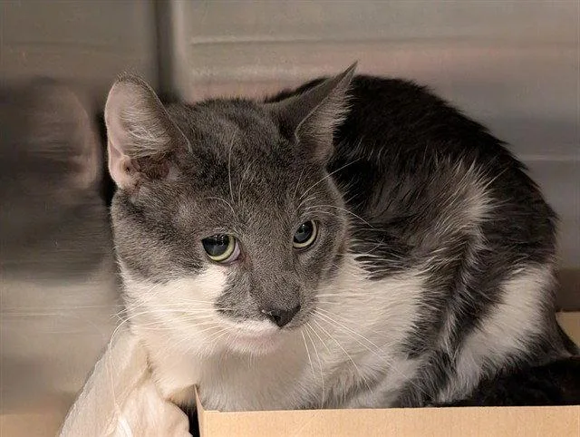 An adult large-sized male Gray / Blue / Silver Domestic Short Hair cat named Kuron for adoption in Tavares, FL