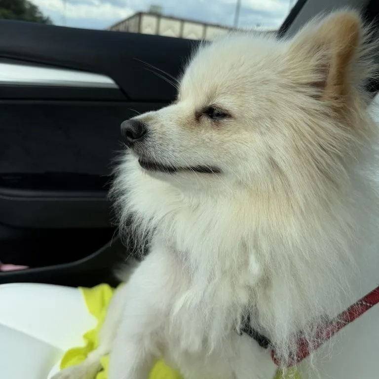 A young small-sized male Pomeranian dog named Olaf for adoption in atlanta, GA