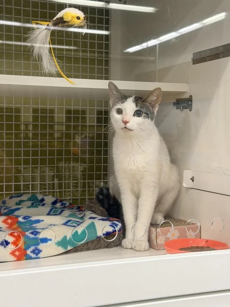 A baby small-sized female Black & White / Tuxedo Domestic Short Hair cat named Ivy Mae for adoption in Telford, PA