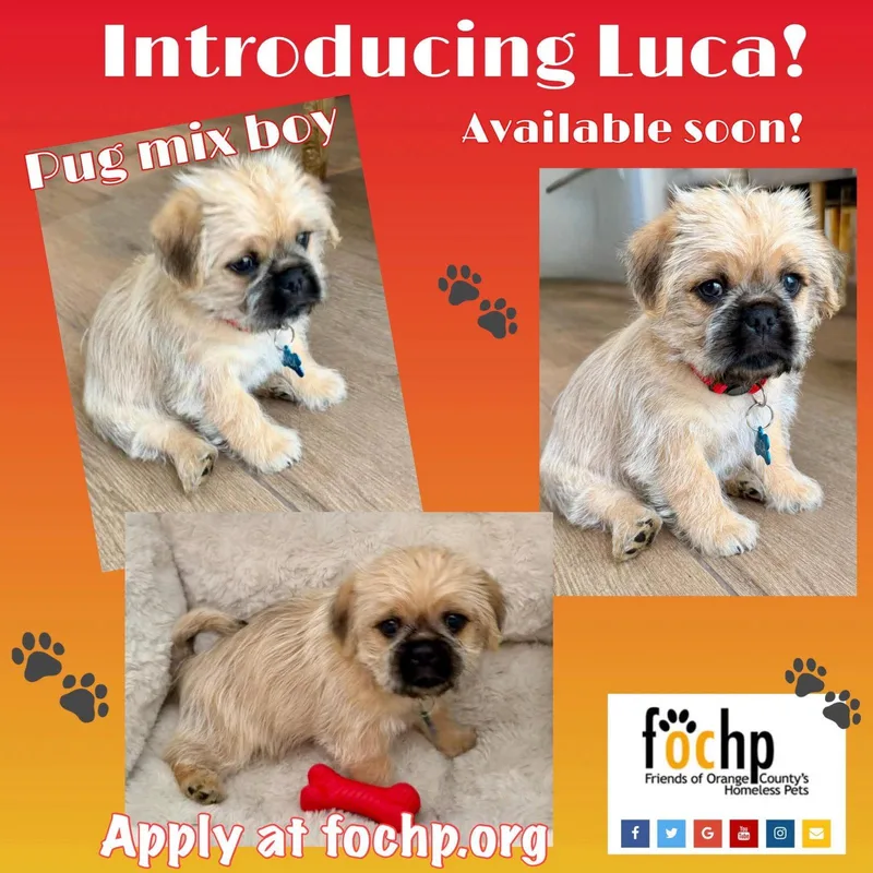 Luca