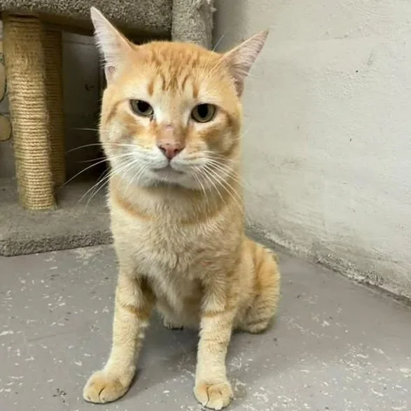 An adult large-sized male Orange / Red Domestic Short Hair cat named Rubbles for adoption in Laredo, TX