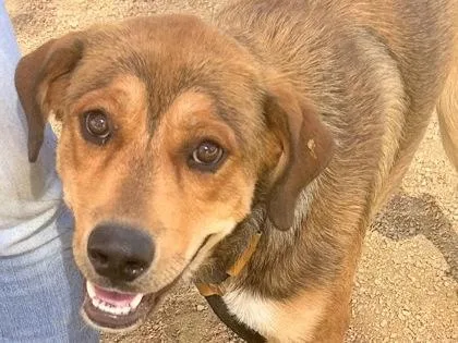 A young large-sized female Tricolor (Brown, Black, & White) Mixed Breed dog named Catwoman for adoption in Georgetown, TX