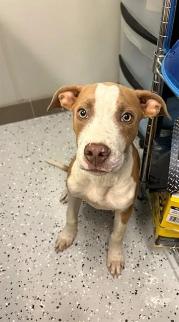 A baby large-sized male Pit Bull Terrier dog named Squirt for adoption in Forney, TX