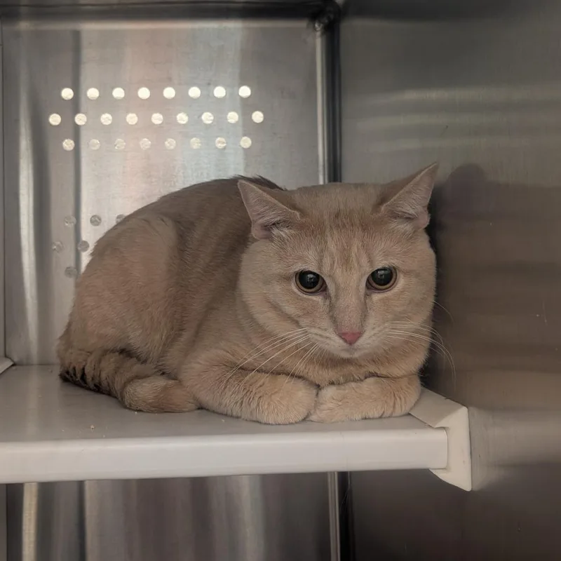 A young medium-sized male Buff / Tan / Fawn Domestic Short Hair cat named Mighty for adoption in Pittsburgh, PA