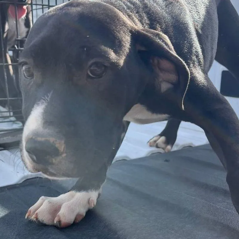 A young medium-sized male Cane Corso dog named Spot for adoption in Kingman, AZ