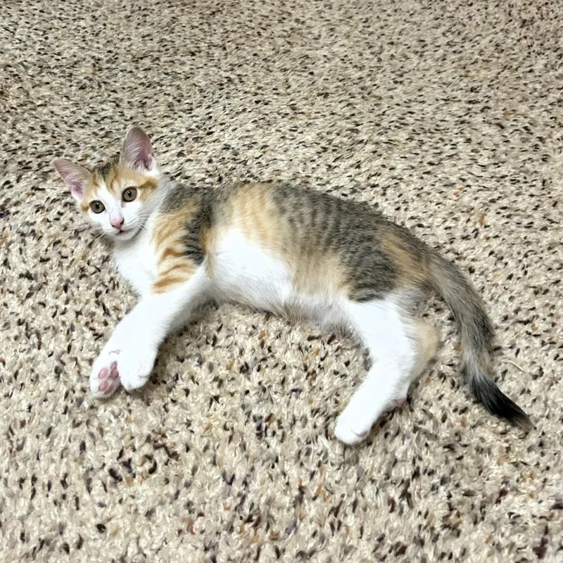 A baby medium-sized female Domestic Short Hair cat named Justice Lee for adoption in Rochester, NY