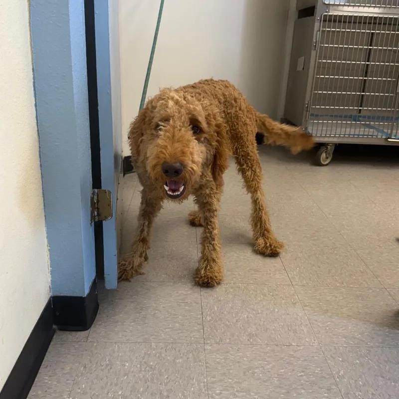 An adult large-sized male Red / Chestnut / Orange Standard Poodle dog named Preston for adoption in Bastrop, TX