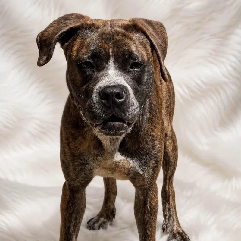 A baby large-sized female Brindle Boxer dog named Hope for adoption in Williston, VT