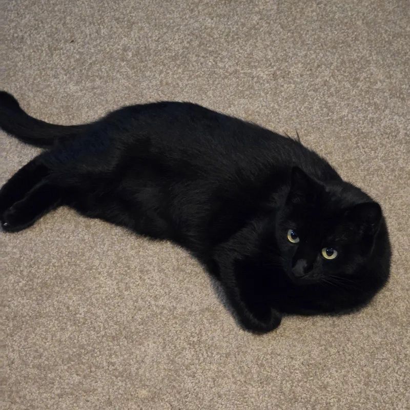 A young medium-sized female Black Domestic Short Hair cat named Ebony for adoption in Garland, TX