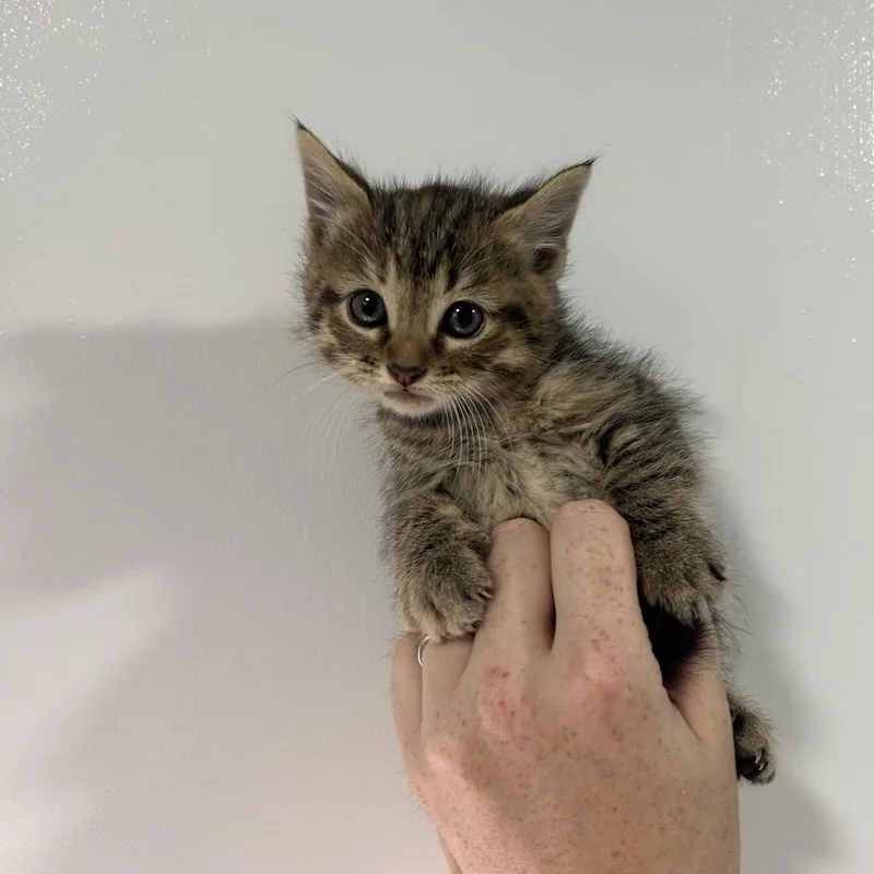 A baby small-sized female Brown / Chocolate Domestic Short Hair cat named Pork Chop for adoption in Cabot, AR