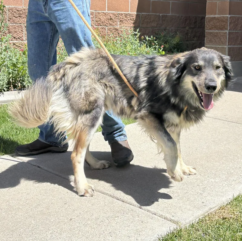 A young large-sized male Bicolor Husky dog named Echo for adoption in Montrose, CO