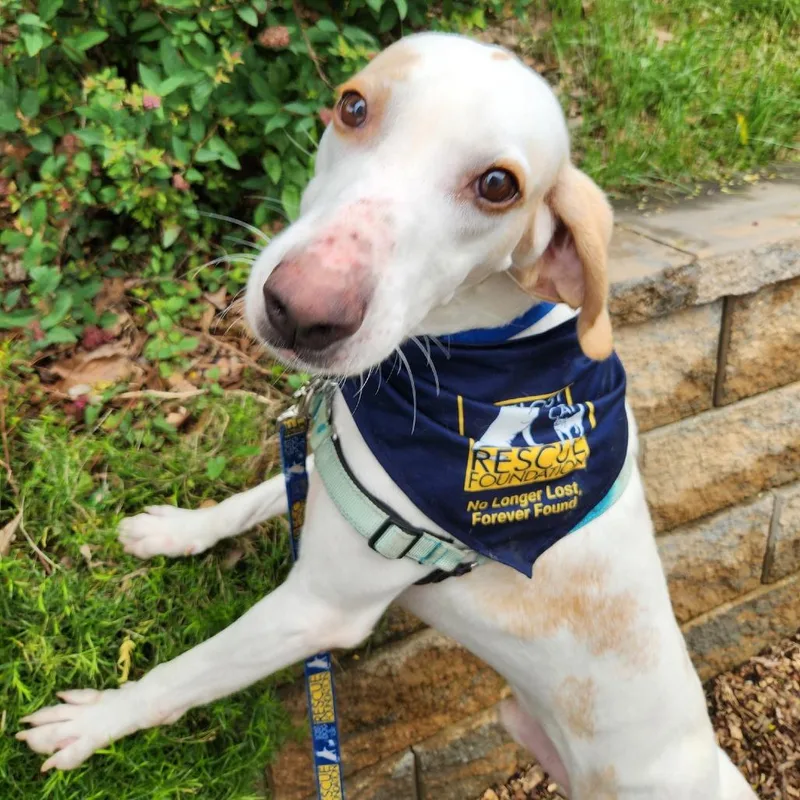 An adult medium-sized male White / Cream Hound dog named Fritz for adoption in Falls Church, VA