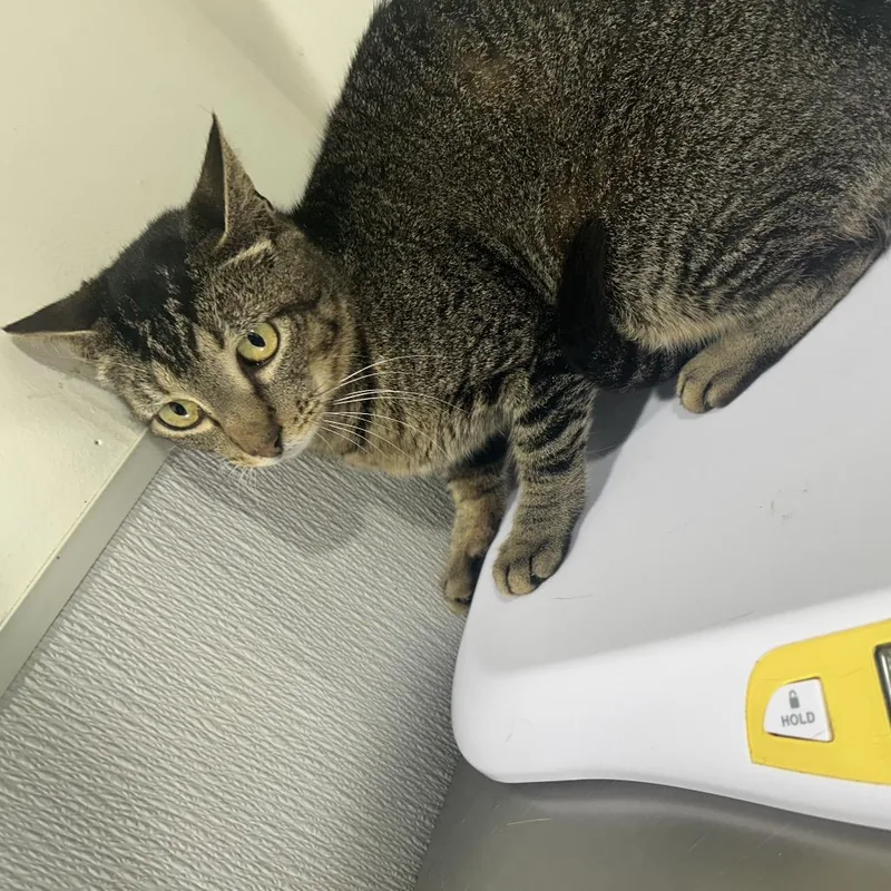 An adult medium-sized female Orange / Red Domestic Short Hair cat named Livia for adoption in Tampa, FL