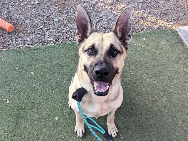 An adult large-sized male German Shepherd Dog dog named Apollo for adoption in Phoenix, AZ