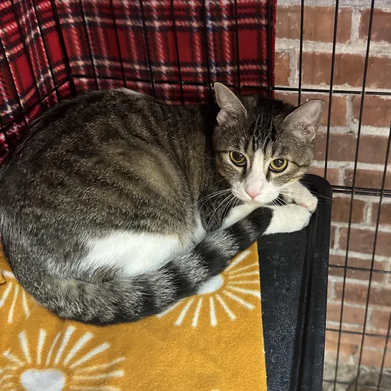A young medium-sized male Gray / Blue / Silver Domestic Short Hair cat named Joy for adoption in Hamburg, NY