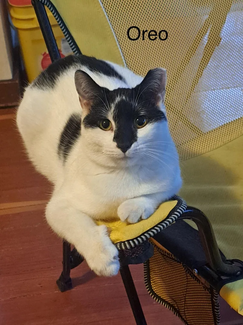 Oreo
