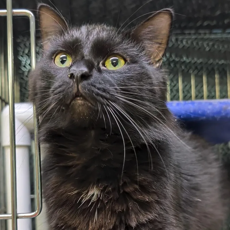 An adult medium-sized male Black Domestic Long Hair cat named Phat Phat for adoption in West Jefferson, OH