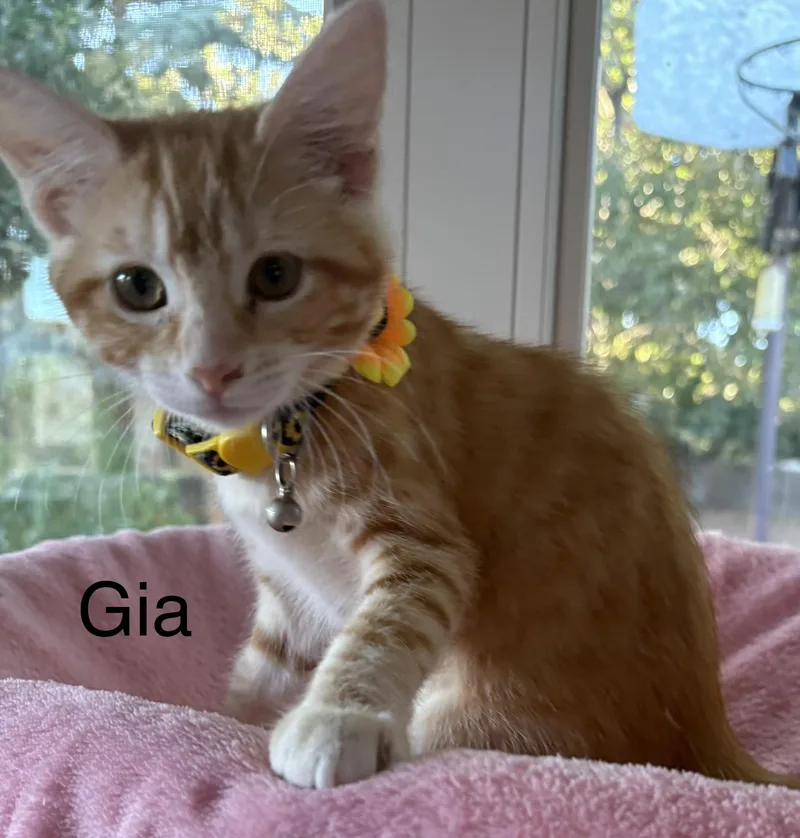 A baby medium-sized female Tabby (Orange / Red) Tabby cat named Gia for adoption in Oakley, CA