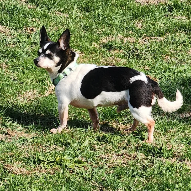 A senior small-sized male Black Corgi dog named Tiny for adoption in Toms Brook, VA