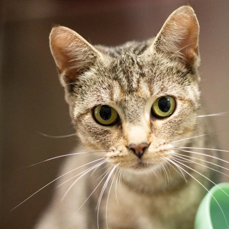 A young medium-sized female Domestic Short Hair cat named Acadia for adoption in Cumming, GA