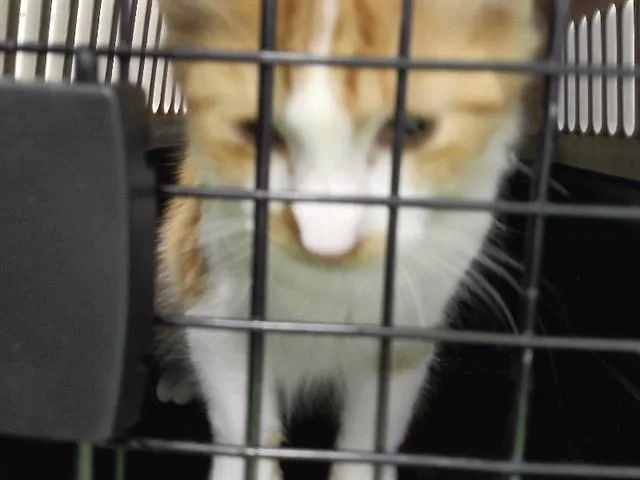 A young small-sized male Domestic Short Hair cat named Edson for adoption in Omaha, NE