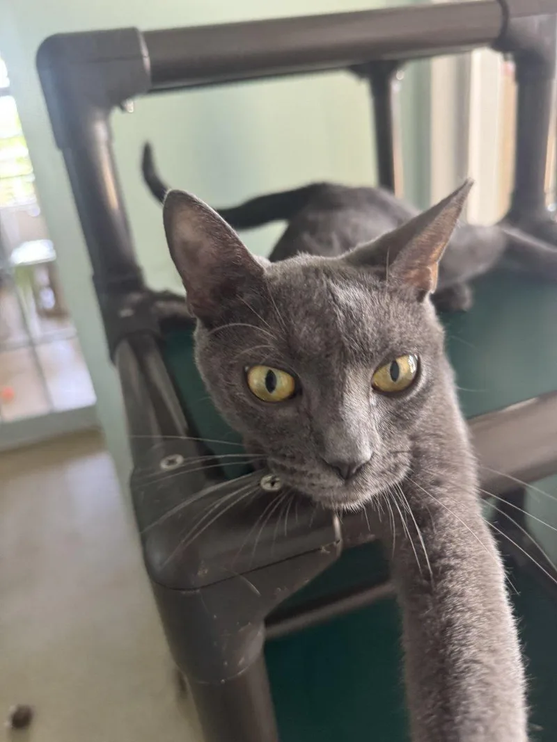 A young small-sized female Gray / Blue / Silver Domestic Short Hair cat named Bluey for adoption in Raleigh, NC