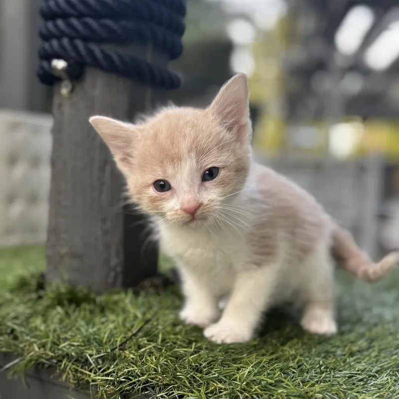 Flynn Ryder thumbnail 2