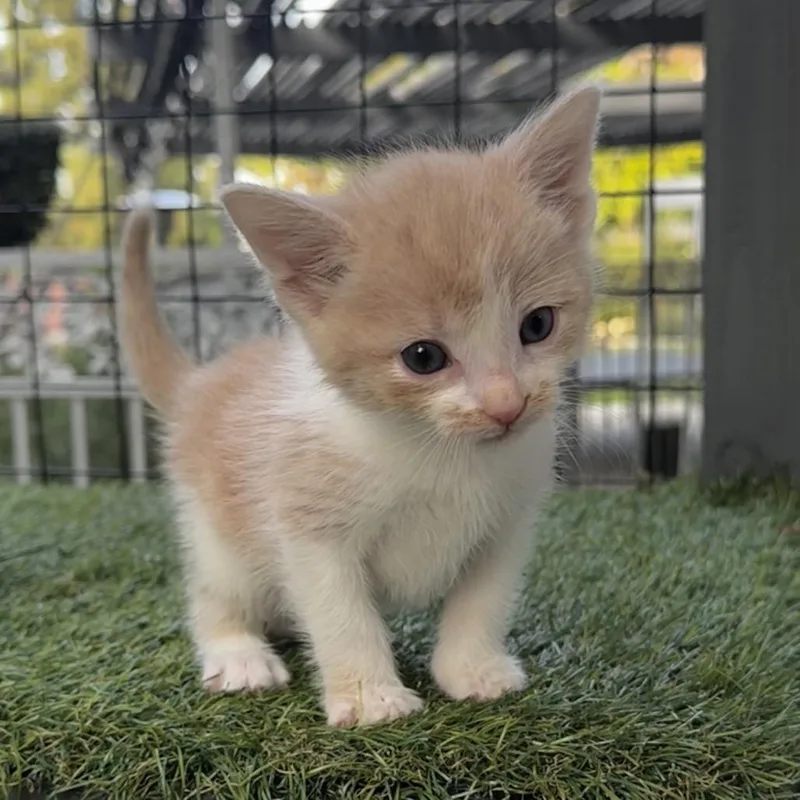 Flynn Ryder thumbnail 3