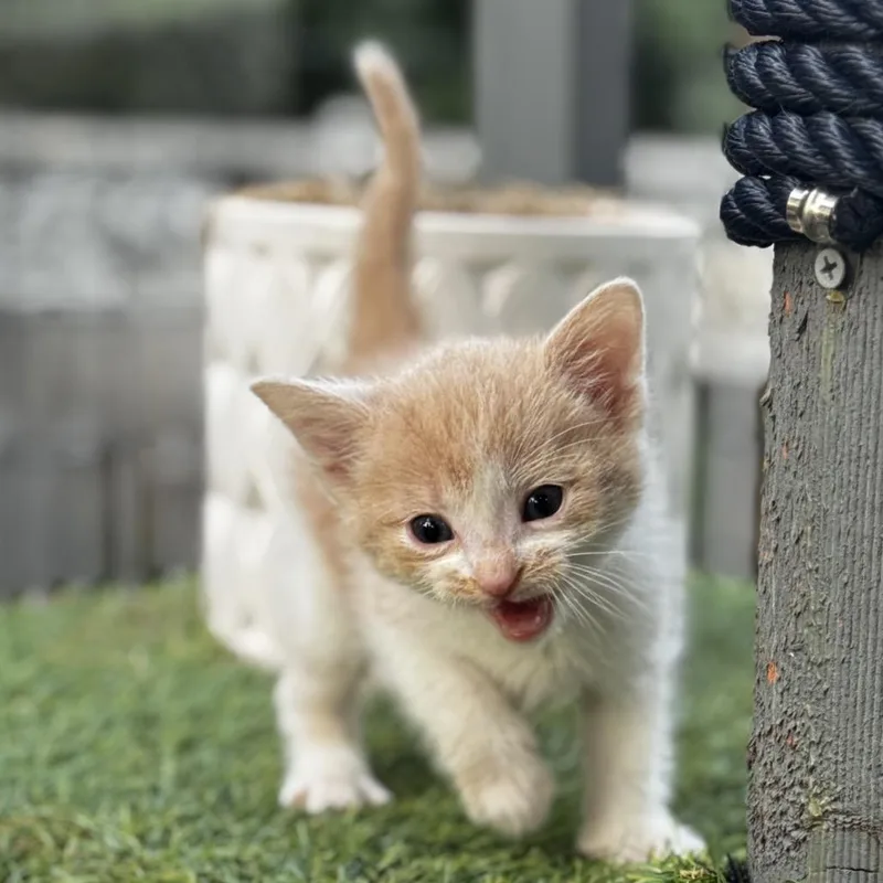 Flynn Ryder thumbnail 4