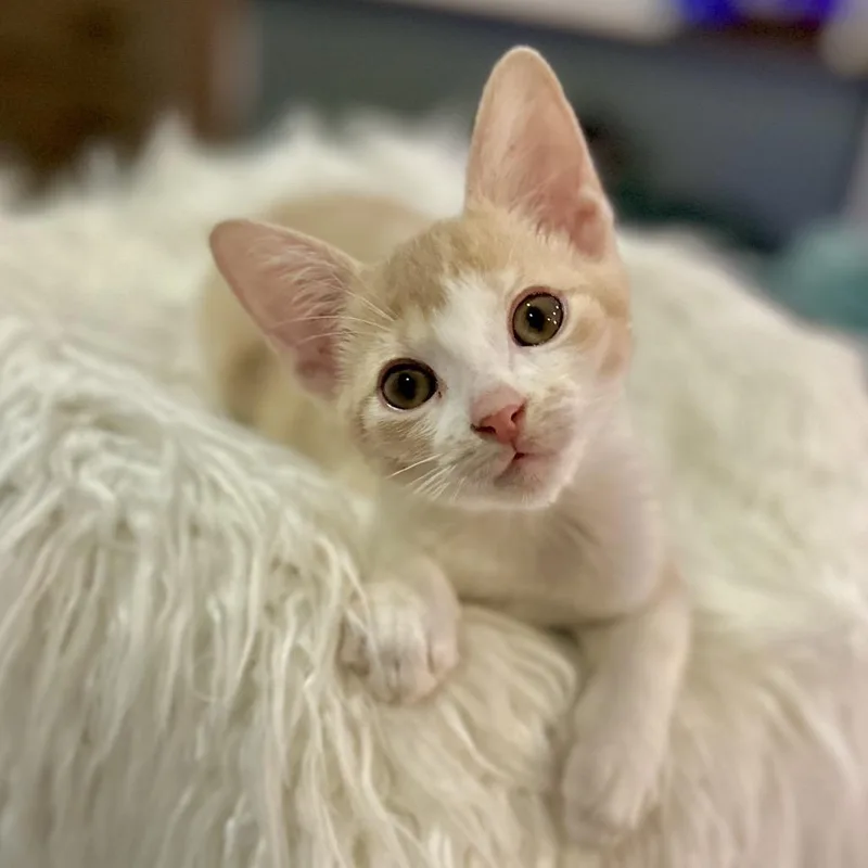 Flynn Ryder thumbnail 5