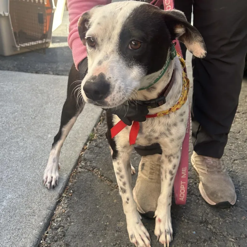 An adult medium-sized male Black Dalmatian dog named Waylon for adoption in Point Richmond, CA