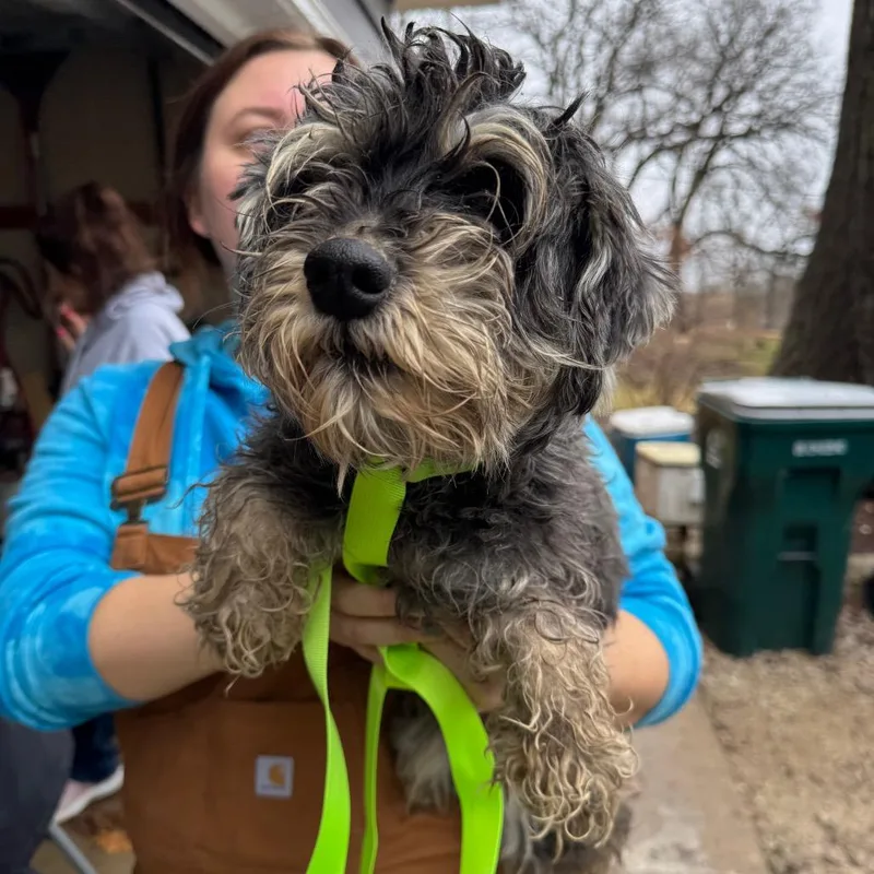 An adult small-sized female Black Schnauzer dog named Fallon for adoption in St. Charles, IL