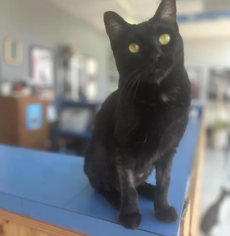 Pantalones Aka Carrillon thumbnail 2