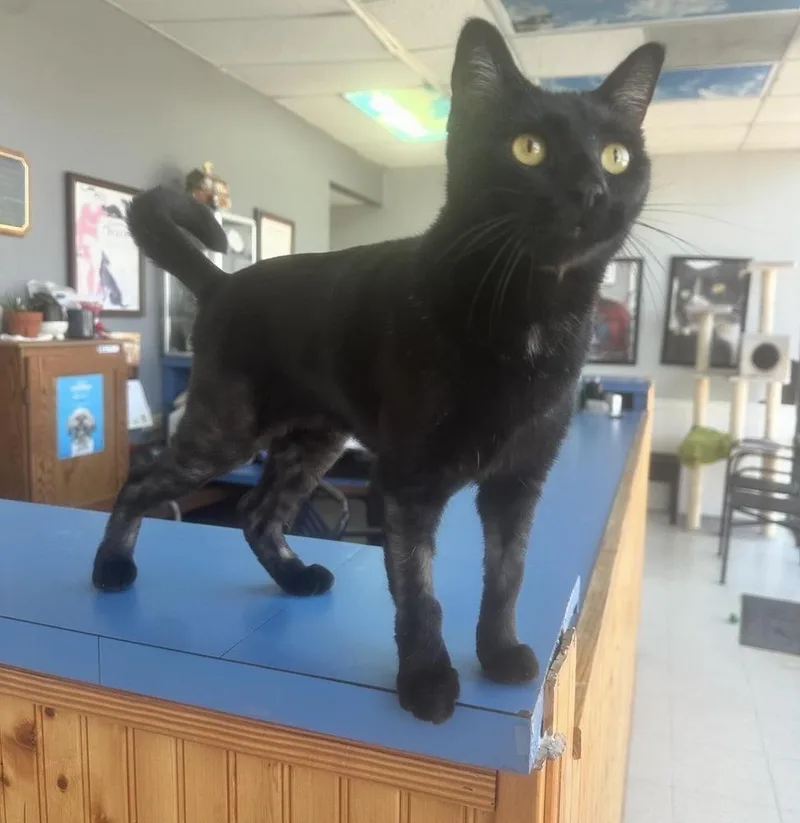 Pantalones Aka Carrillon thumbnail 3